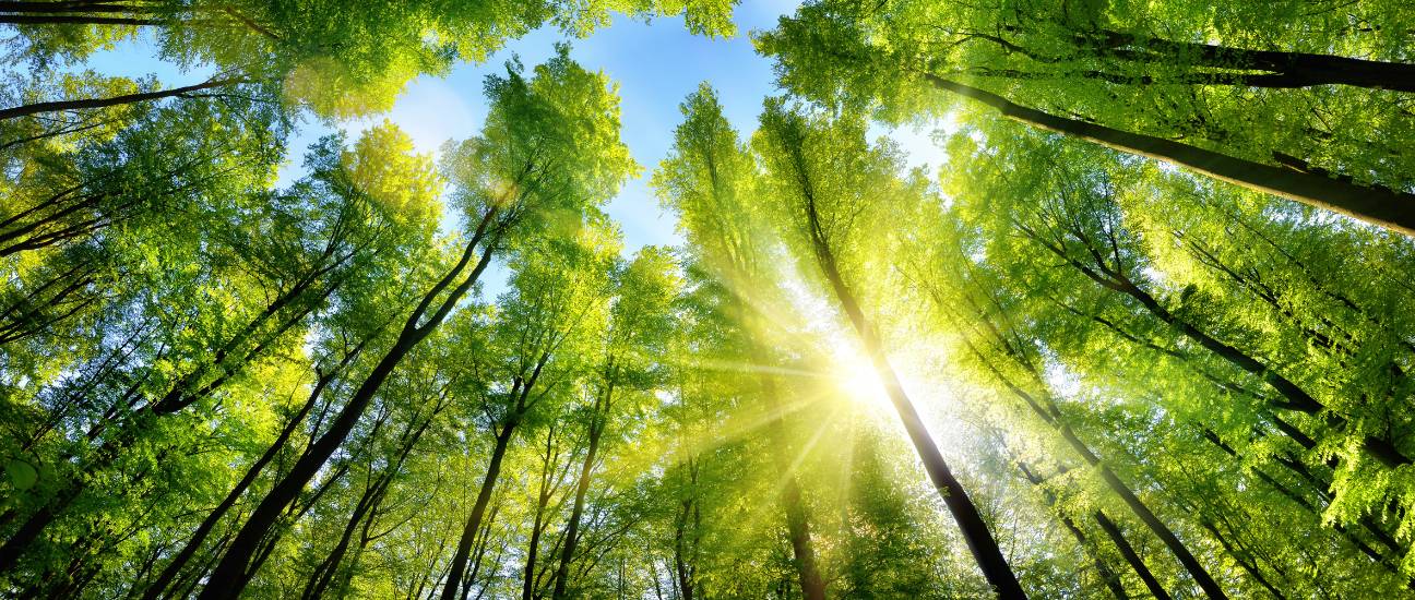 image of a sunshine through trees