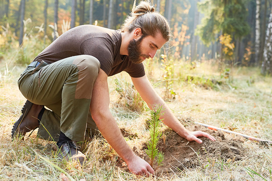 Enviromentalist planting young trees in a forest