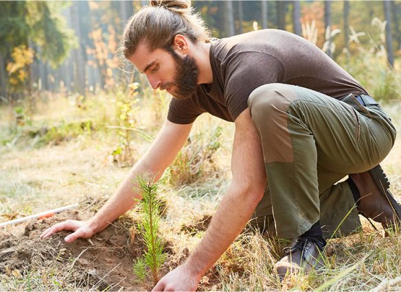 Enviromentalist planting young trees in a forest